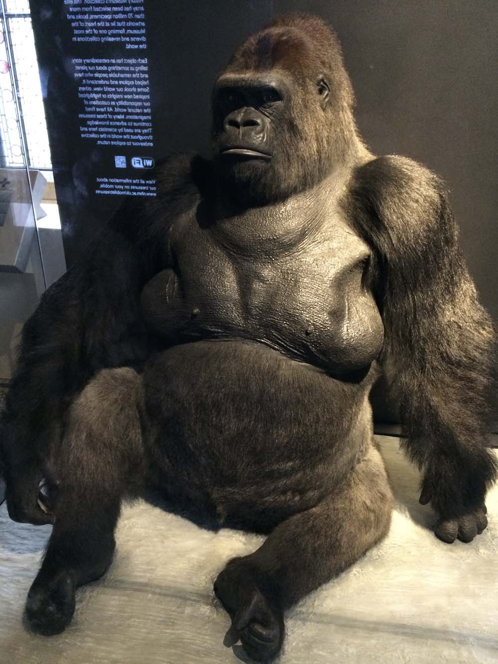 i love this gorilla 'koba not a human, koba ape'